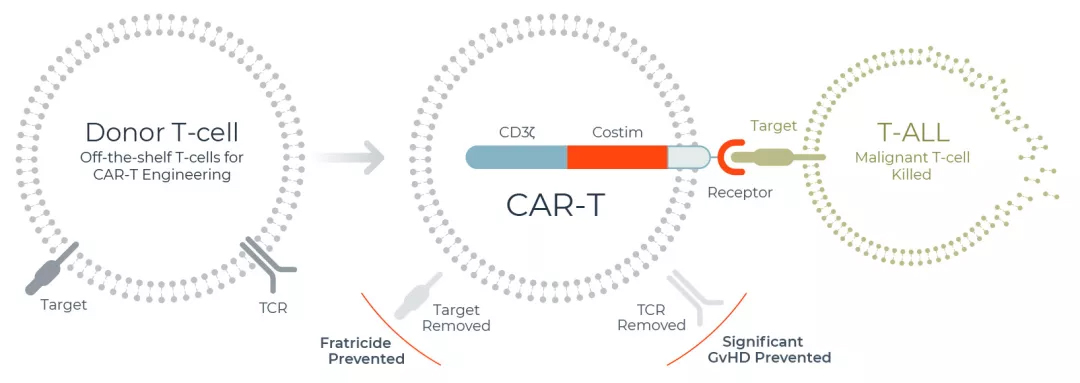 突破:全球首个通用cart治疗t-all完成探索研究,数据显示临床可行性